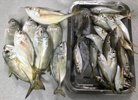 アジ ガシラ メッキ アオリイカ